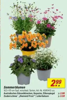 toom Baumarkt Sommerblumen Angebot