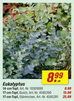 toom Baumarkt Eukalyptus Angebot