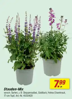 toom Baumarkt Stauden-Mix Angebot