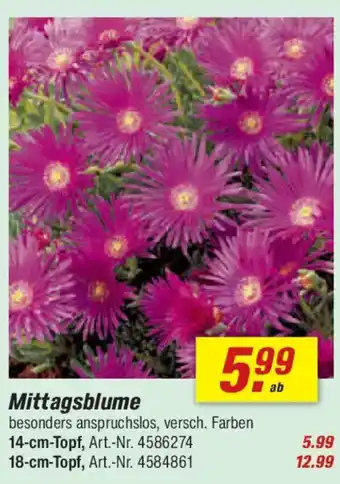 toom Baumarkt Mittagsblume Angebot
