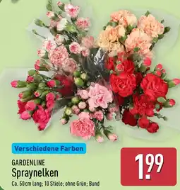 Aldi Nord GARDENLINE Spraynelken Angebot
