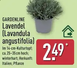 Aldi Nord GARDENLINE Lavendel (Lavandula angustifolia) Angebot