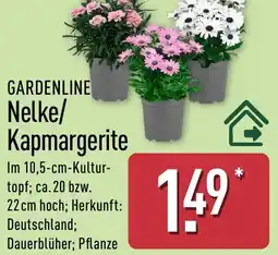 Aldi Nord GARDENLINE Nelke/ Kapmargerite Angebot