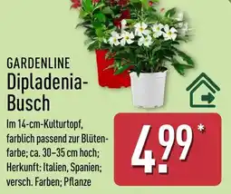 Aldi Nord GARDENLINE Dipladenia- Busch Angebot
