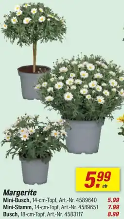 toom Baumarkt Margerite Angebot