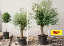 toom Baumarkt Olive Angebot