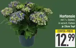 E-Center Hortensie Angebot