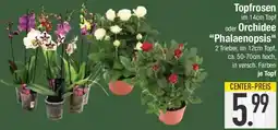 E-Center Topfrosen oder Orchidee "Phalaenopsis" Angebot