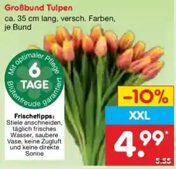 Netto Marken-Discount Großbund Tulpen Angebot