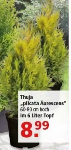 Multi Markt Thuja ..plicata Aurescens" Angebot