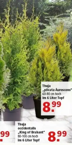 Multi Markt Thuja occidentalis „King of Brabant" Angebot