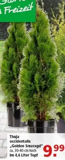 Multi Markt Thuja occidentalis .,Golden Smaragd" Angebot