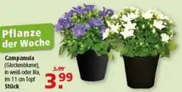 Multi Markt Campanula (Glockenblume) Angebot