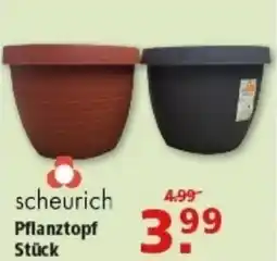 Multi Markt scheurich Pflanztopf Angebot