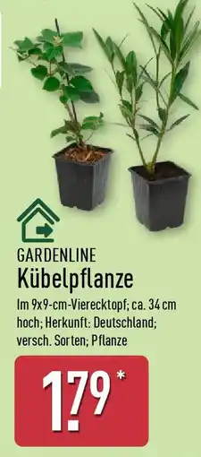 Aldi Nord GARDENLINE Kübelpflanze Angebot