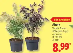 Lidl Ahorn Angebot
