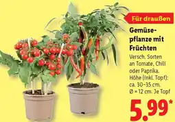 Lidl Gemüsepflanze mit Früchten Angebot