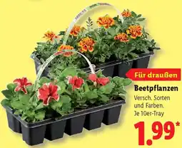 Lidl Beetpflanzen Angebot