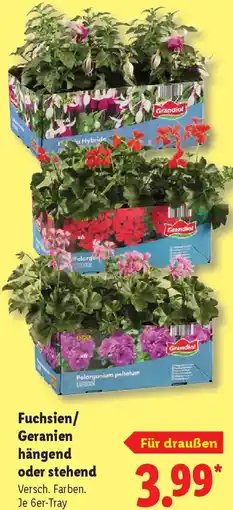 Lidl Fuchsien/ Geranien hängend oder stehend Angebot