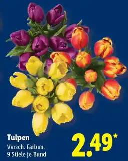 Lidl Tulpen Angebot