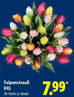 Lidl Tulpenstrauß XXL Angebot