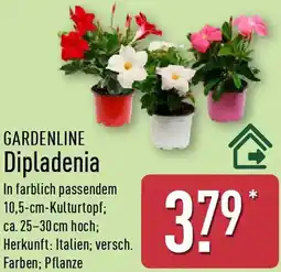 Aldi Nord GARDENLINE Dipladenia Angebot