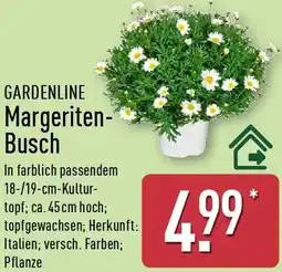 Aldi Nord GARDENLINE Margeriten Busch Angebot