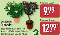 Aldi Nord GARDENLINE Oleander Angebot