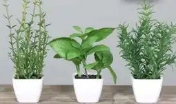 Handelshof Künstliche-Kräuter-Sortiment Angebot