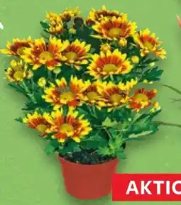Kaufland Chrysanthemen Angebot