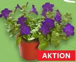 Kaufland Petunien Angebot