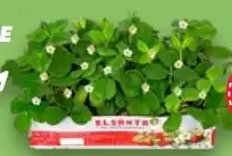 Kaufland Erdbeeren-Pflanzen Angebot