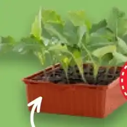 Kaufland Kohlrabi Pflanzen Angebot