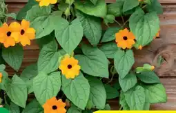 Hagebau Schwarzäugige Susanne Thunbergia alata Angebot