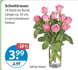 V Markt Schnittrosen Angebot