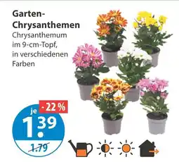 V Markt Garten-chrysanthemen Angebot