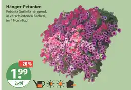 V Markt Hänger-petunien Angebot