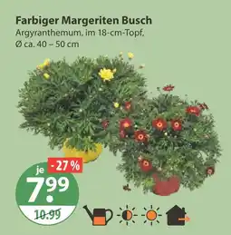 V Markt Farbiger margeriten busch Angebot