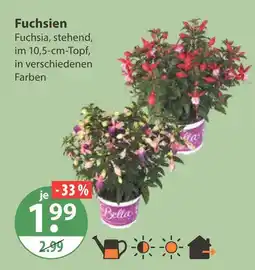 V Markt Fuchsien Angebot