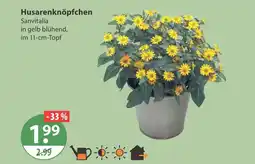 V Markt Husarenknöpfchen Angebot