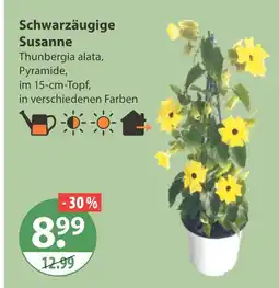 V Markt Schwarzäugige susanne Angebot