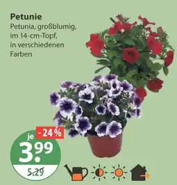V Markt Petunie Angebot