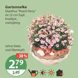 V Markt Gartennelke dianthus 'peach party' Angebot
