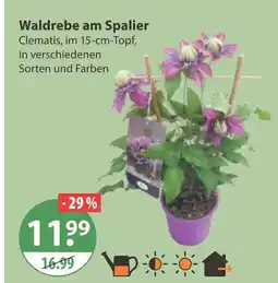 V Markt Waldrebe am spalier Angebot