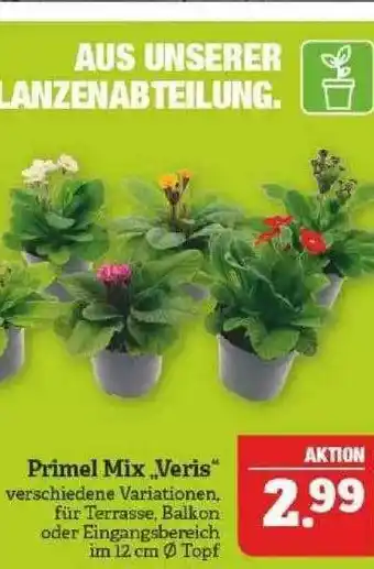 Marktkauf Primel Mix „veris“ Angebot