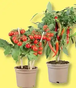 Lidl Gemüsepflanze mit Früchten Angebot