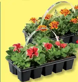 Lidl Beetpflanzen Angebot