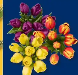 Lidl Tulpen Angebot
