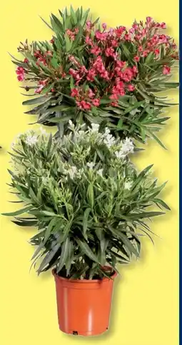 Lidl Oleander XXL Angebot