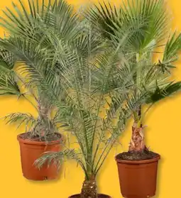 Lidl Mediterraner Palmenmix XXL Angebot